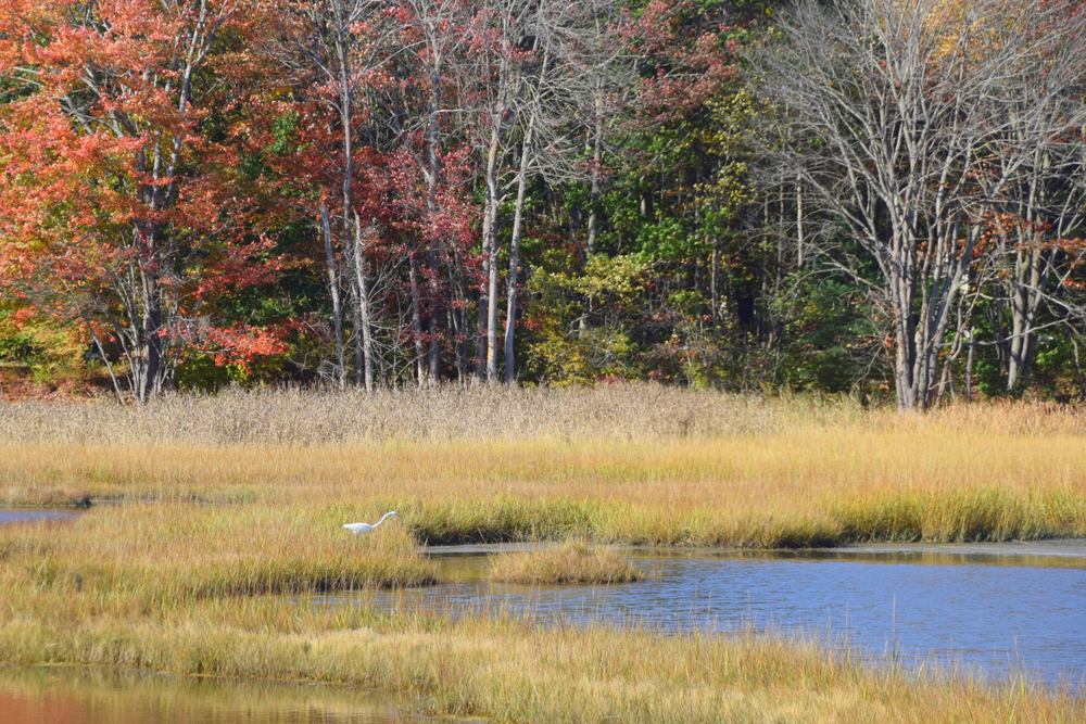 Egret on the hunt (Photo by Pam).